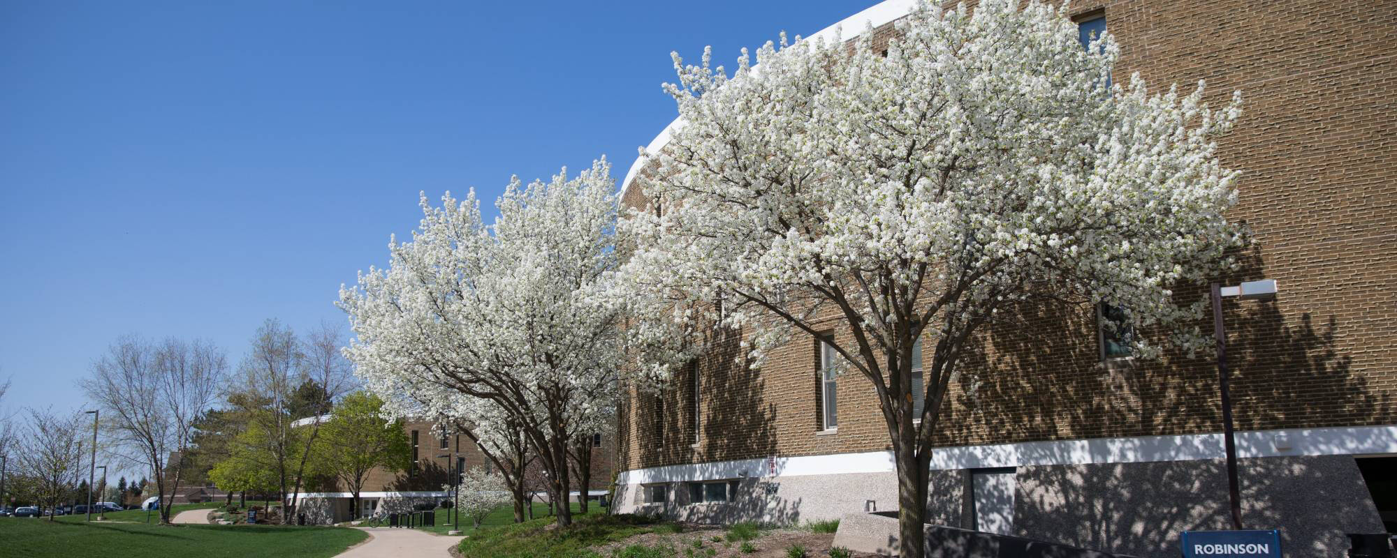 Blooming white trees line a path beside a large brick building, Robinson Living Center, under a clear blue sky, creating a peaceful and serene spring atmosphere.